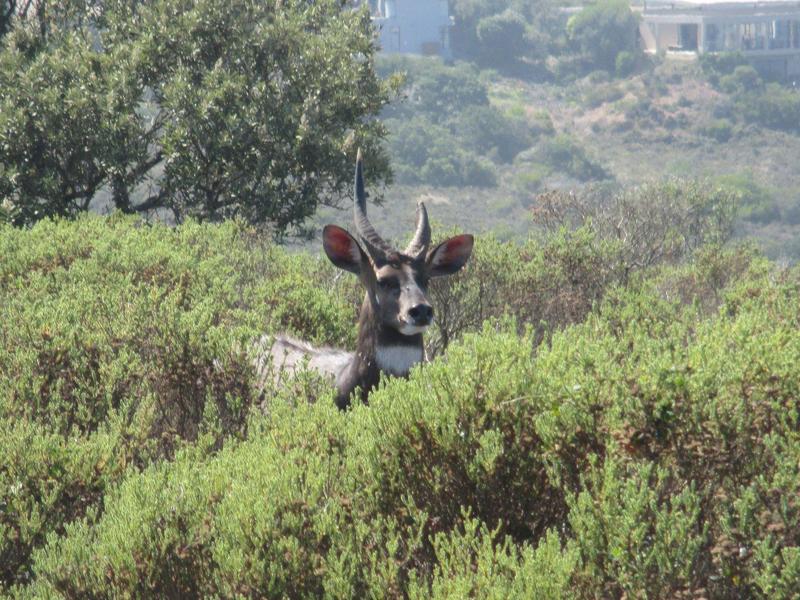 0 Bedroom Property for Sale in Moquini Western Cape